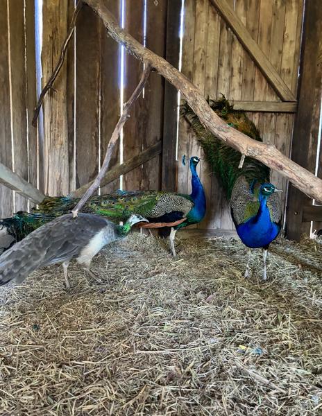 peacocks Pets for Sale in Queensland | orderexoticpoultry.com 
