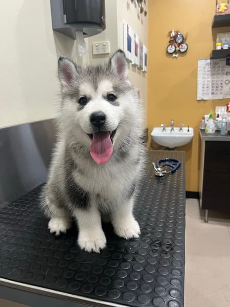 australian husky price