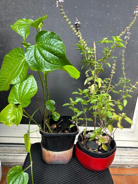 betel leaves in Sydney Region, NSW | Plants | Gumtree Australia Local  Classifieds