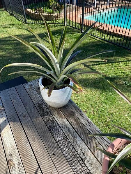buy zz plant online india Buy ZZ Plant Online  Stylish Low Maintenance Plant