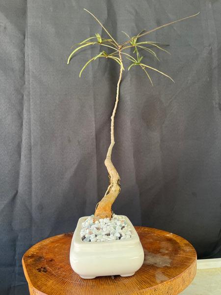 brachychiton | Plants | Gumtree Australia Local Classifieds