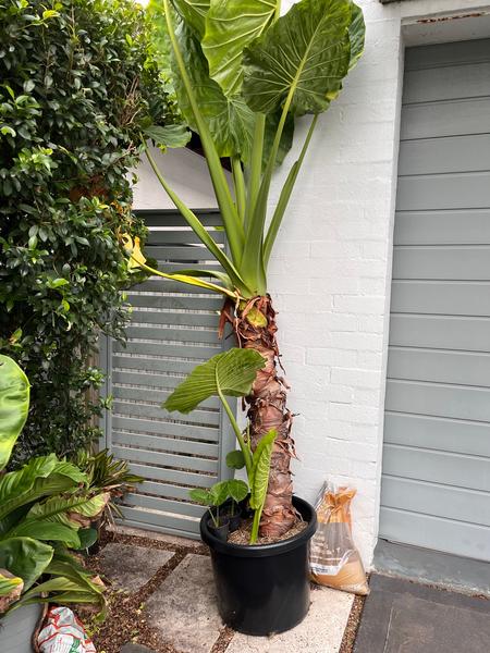 palm tree indoor house plant Pygmy Date Palm
