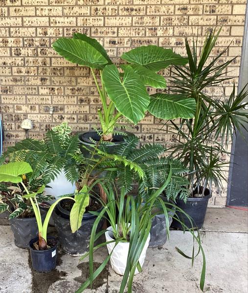 indoor pot plant pots Ryan Self-Watering Plant Pots