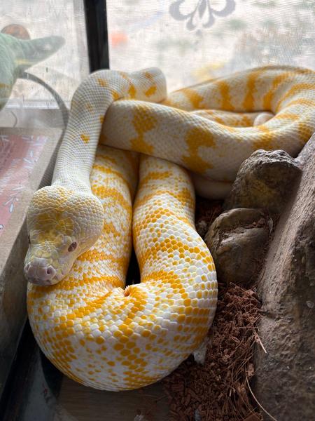 Albino Darwin Python Bite