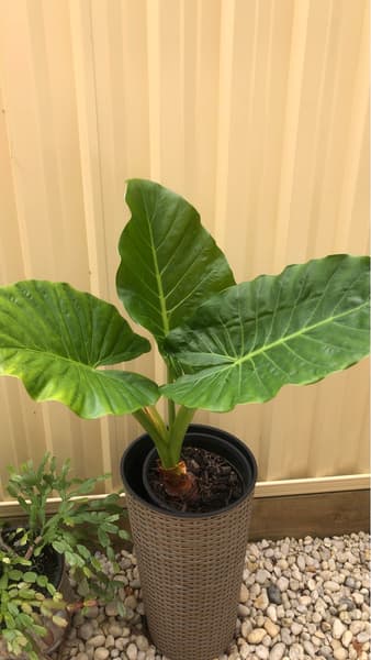 elephant ears in Sydney Region, NSW | Plants | Gumtree Australia Local  Classifieds