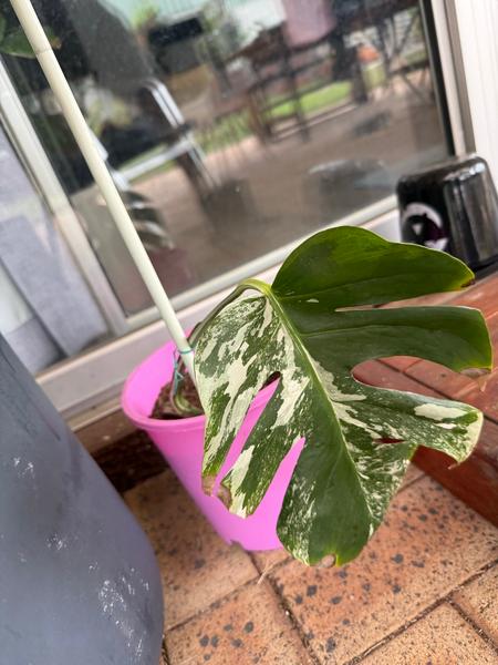indoor plants peperomia Baby Rubber Plant with Planter - Medium (13-17" tall) Blush Planter