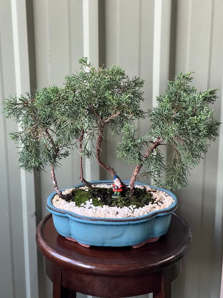 bonsai tree | Plants | Gumtree Australia Local Classifieds