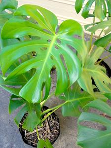 1-schefflera arboricola 10 PK of Arboricola