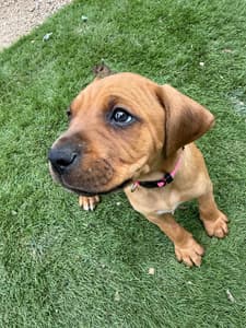 Rhodesian Boxer Mix Puppies