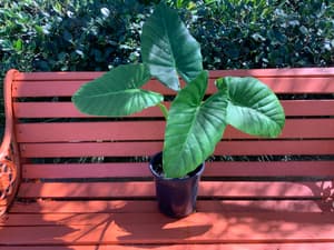 elephant ear plant in Sydney Region, NSW | Plants | Gumtree Australia Local  Classifieds