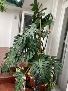 black philodendron cardinal Philodendron Black Cardinal main image 1