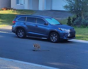 2018 TOYOTA KLUGER GXL (AWD) 8 SP AUTOMATIC 4D WAGON