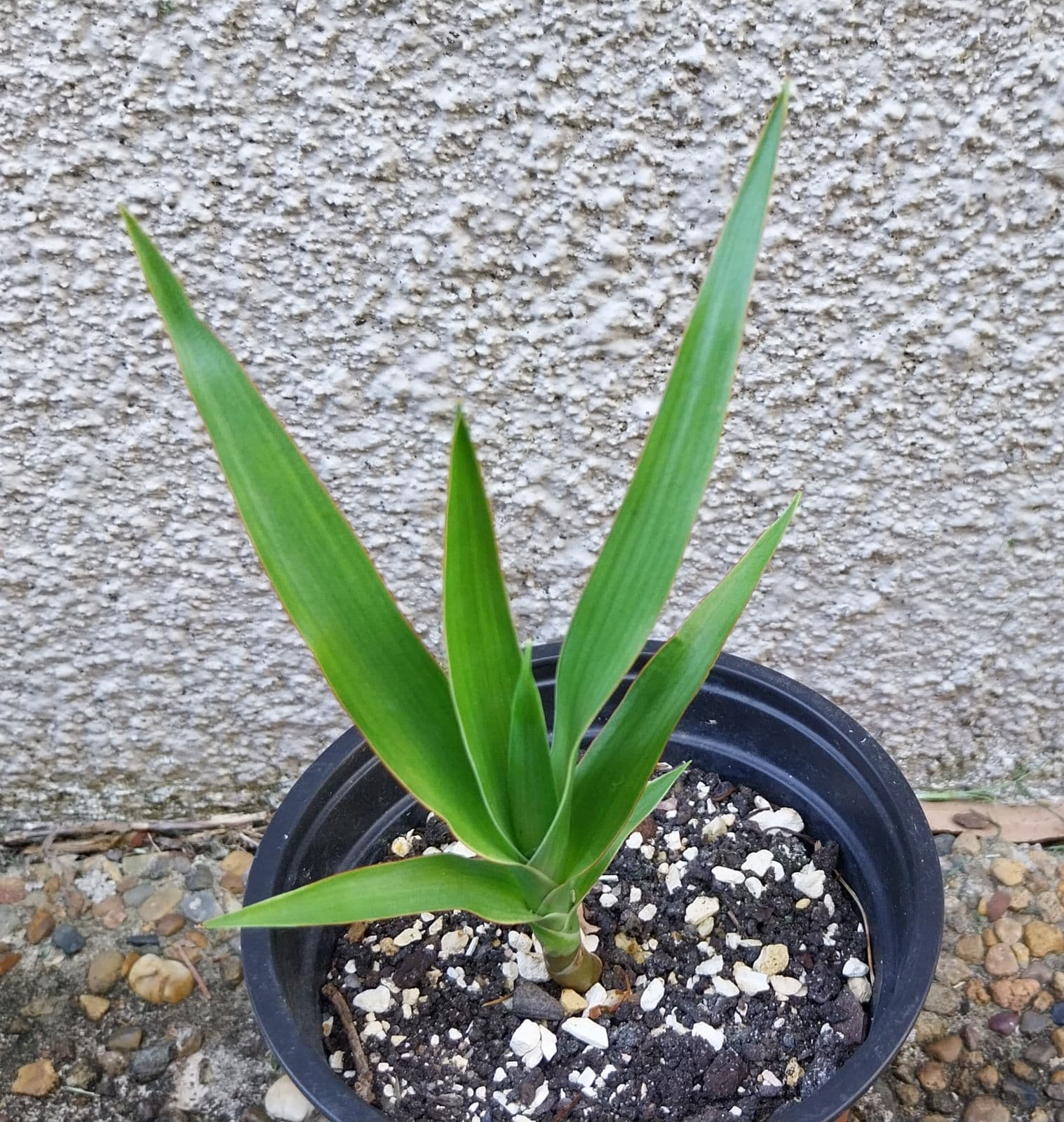 dragon tree dracaena in Sydney Region, NSW | Plants | Gumtree Australia  Local Classifieds