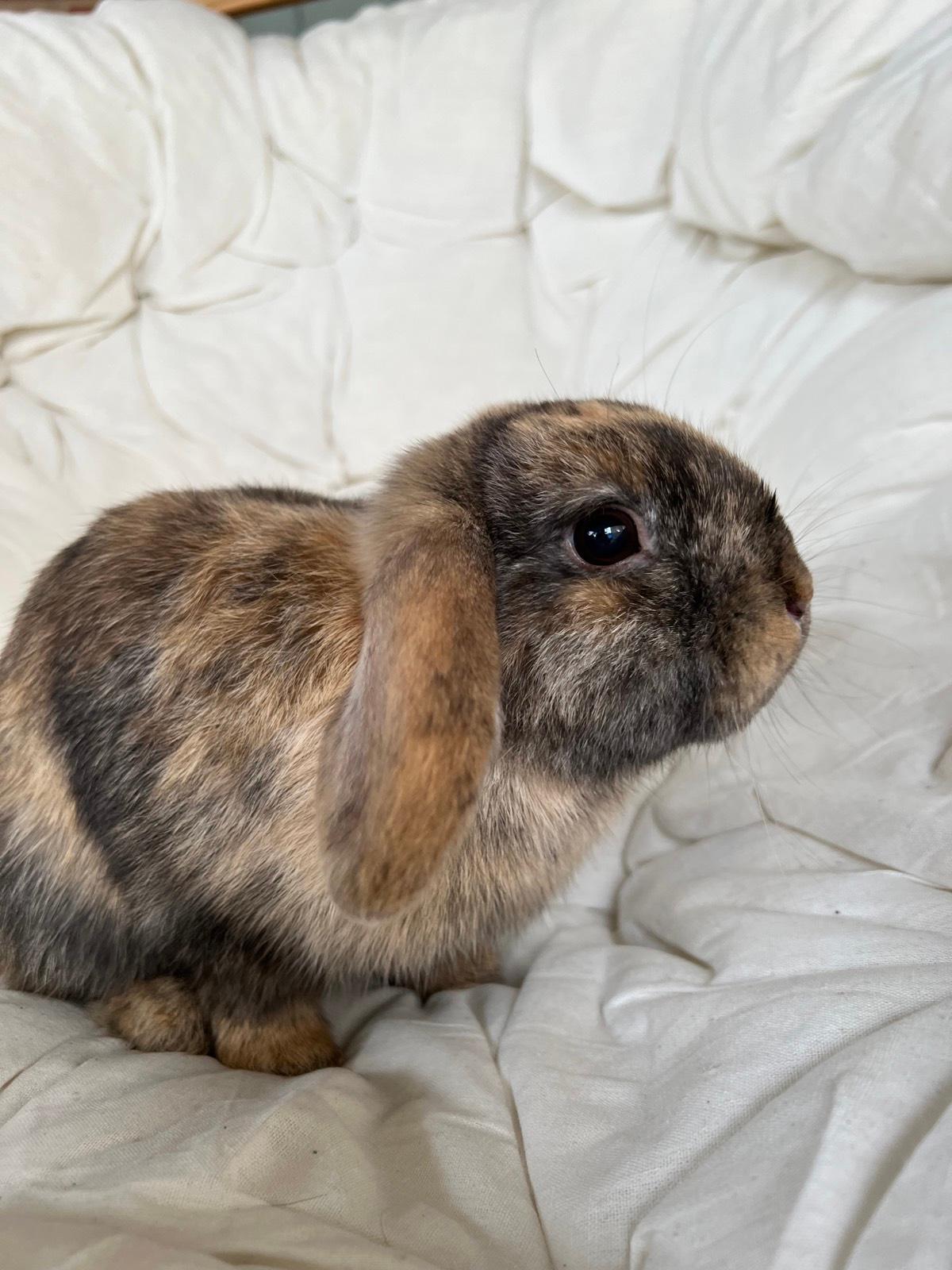 Lop Rabbit All ONE MINI LOP BUNNINES!! Available now | Rabbits | Gumtree Australia ...