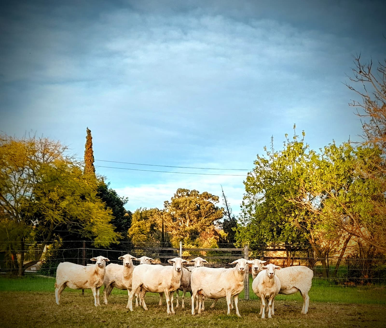 Australian White Flock Rams | Livestock | Gumtree Australia Camden Area ...