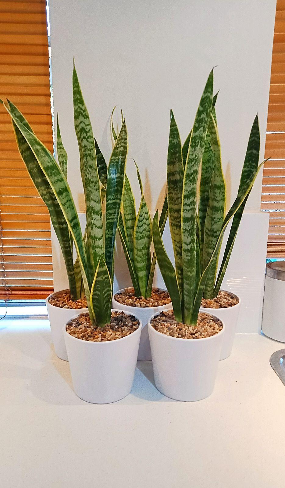 rubber plants indoor Rubber Tree | Ficus Elastica Burgundy | Houseplant