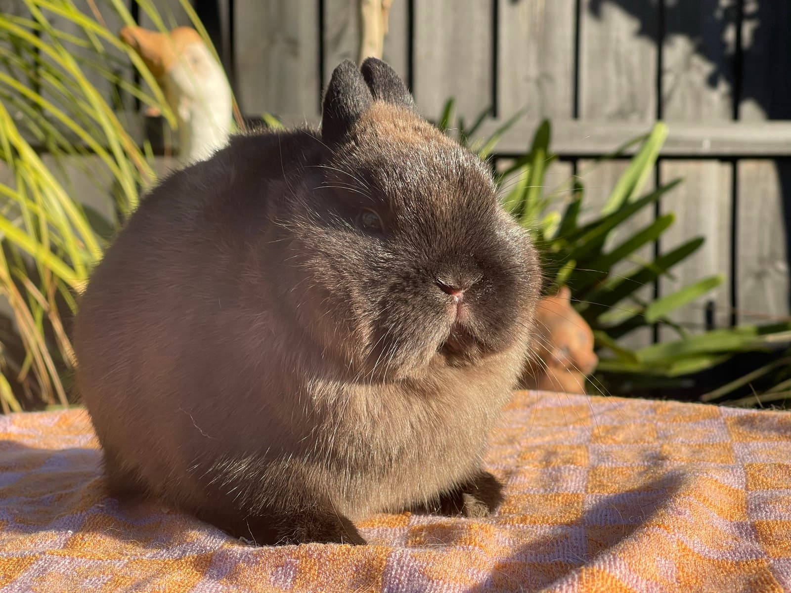 Lop Rabbit All Mini Lop Rabbits - purebred | Rabbits | Gumtree Australia Wyndham Area ...