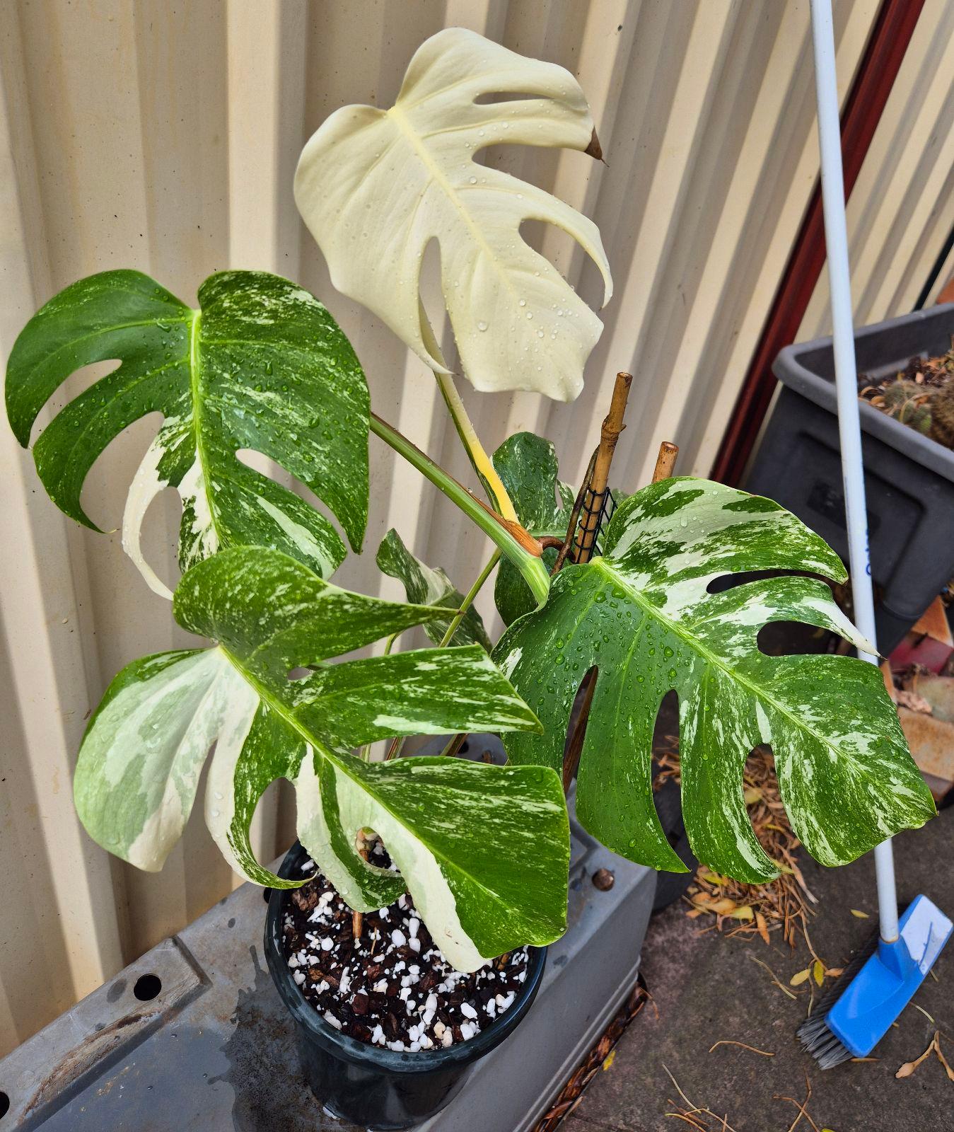 birds nest snake plant Sansevieria Futura