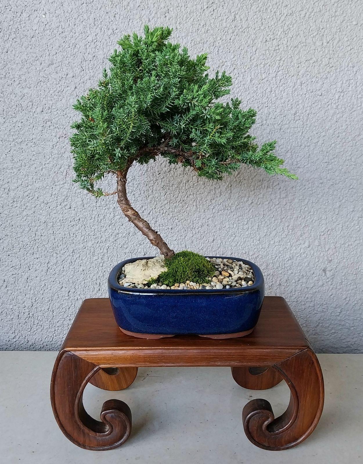 lego bonsai tree uk Bonsai Tree 10281 | Botanicals
