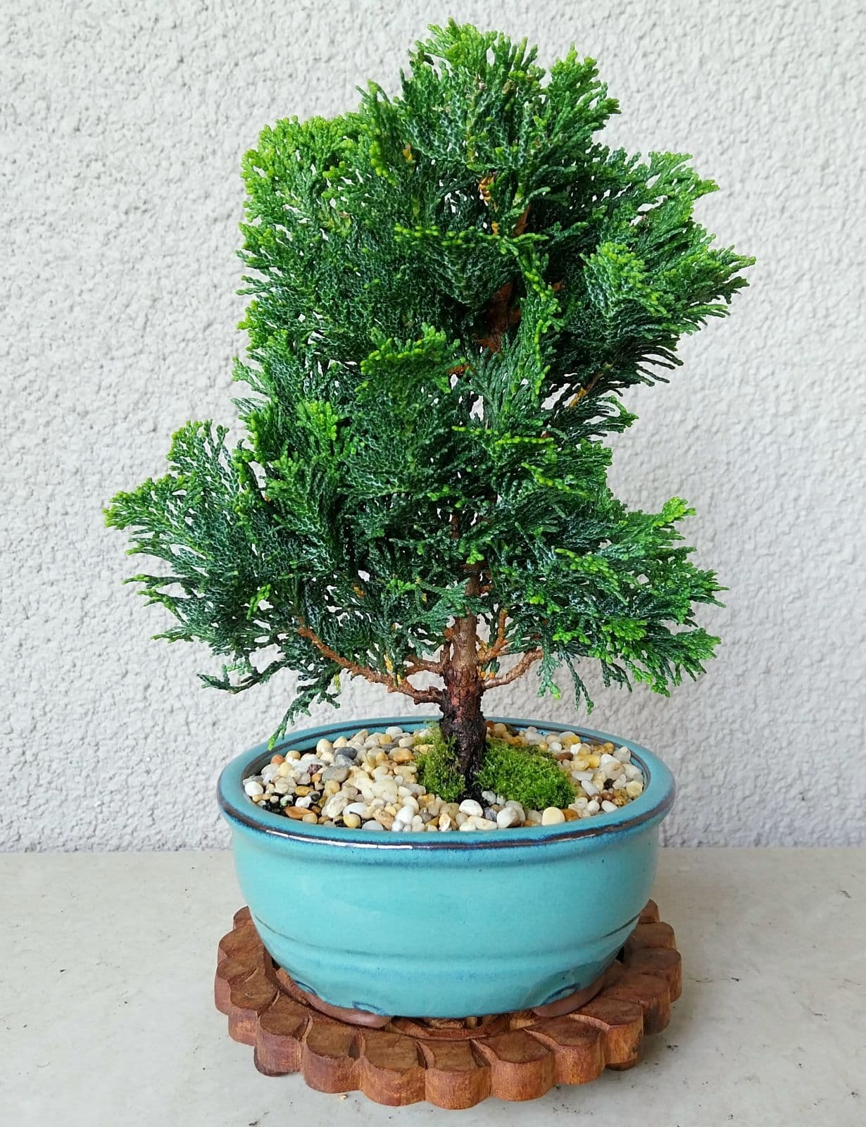 grow buddha bonsai anleitung deutsch Grow Buddha