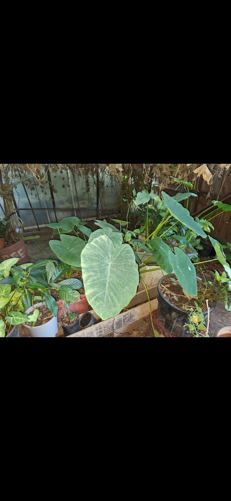lucky bamboo indoor plant Lucky Bamboo Plant | Dracaena Sanderiana