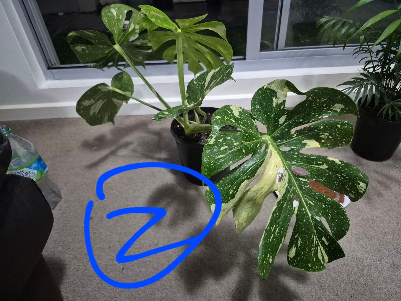 philodendron glad hands variegated Philodendron Glad Hands main image 0