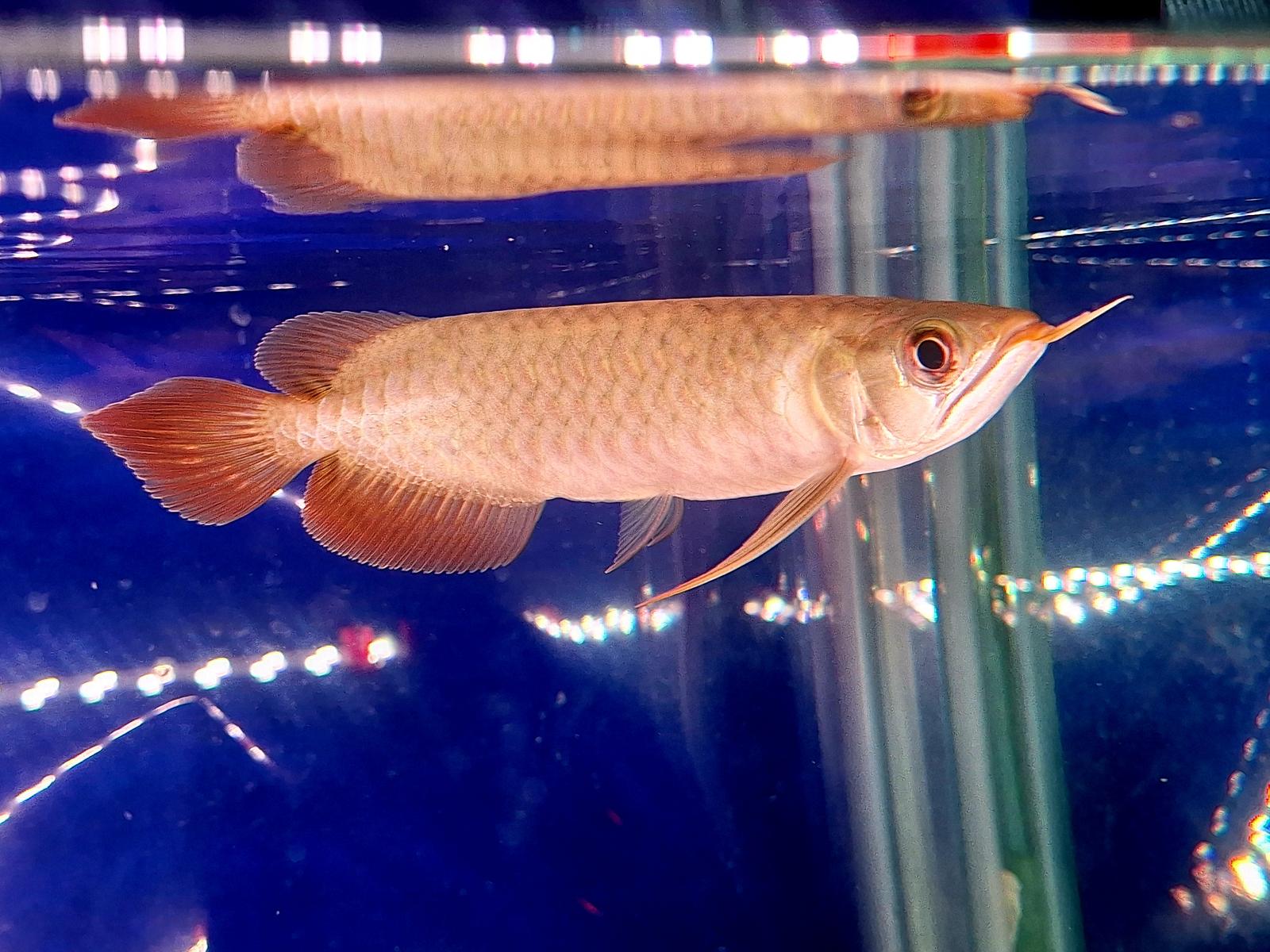 Blood Parrot & Flowerhorn | Fish | Gumtree Australia Burwood Area ...