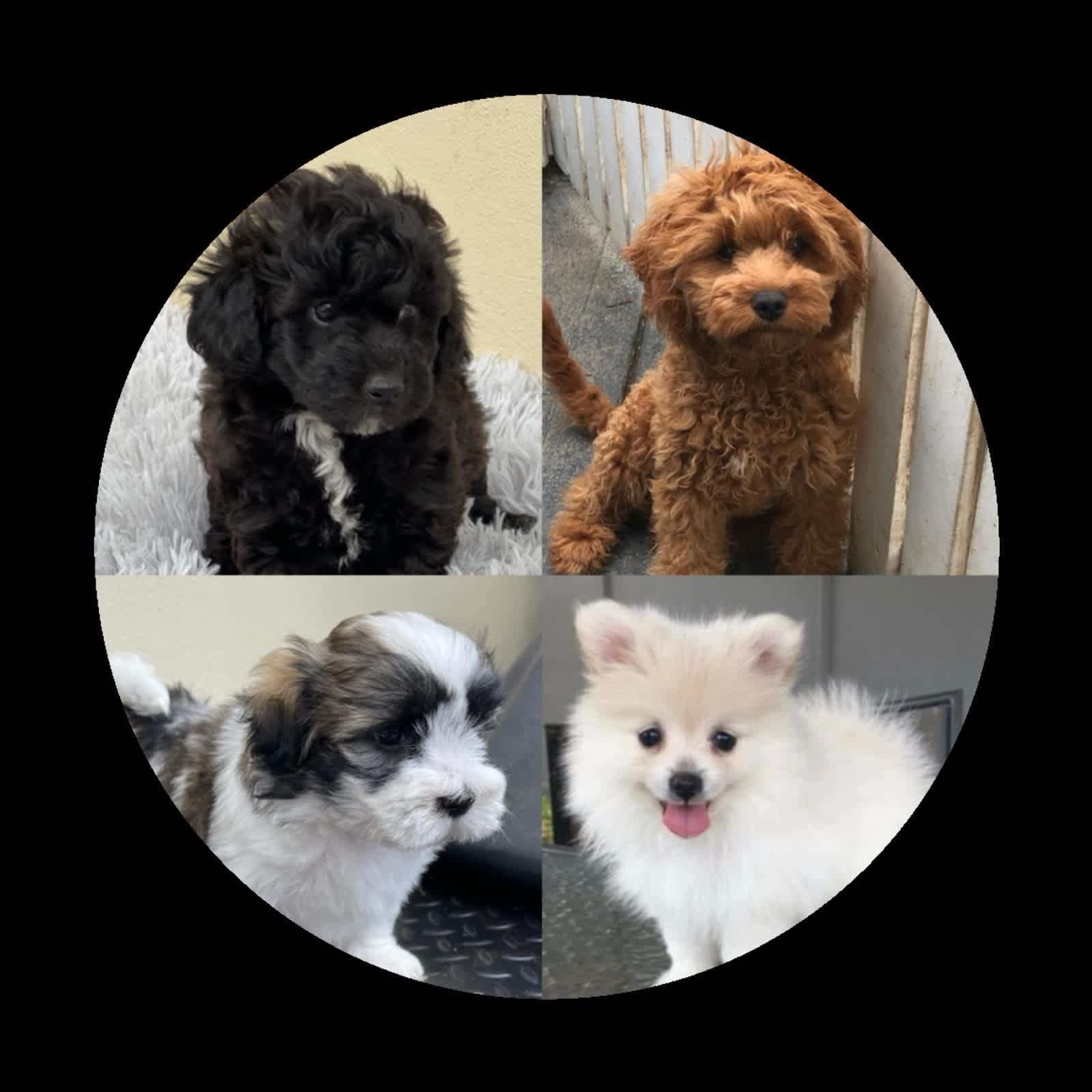 Pomeranian Purebred Pedigree | Dogs & Puppies | Gumtree Australia ...