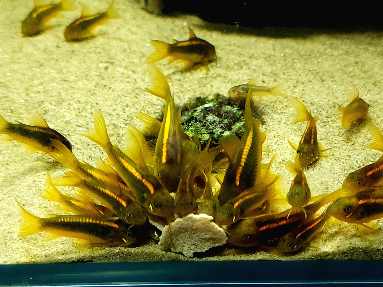 ***Rare****Corydoras New Panda CW051 - Wild Caught*** | Fish | Gumtree ...