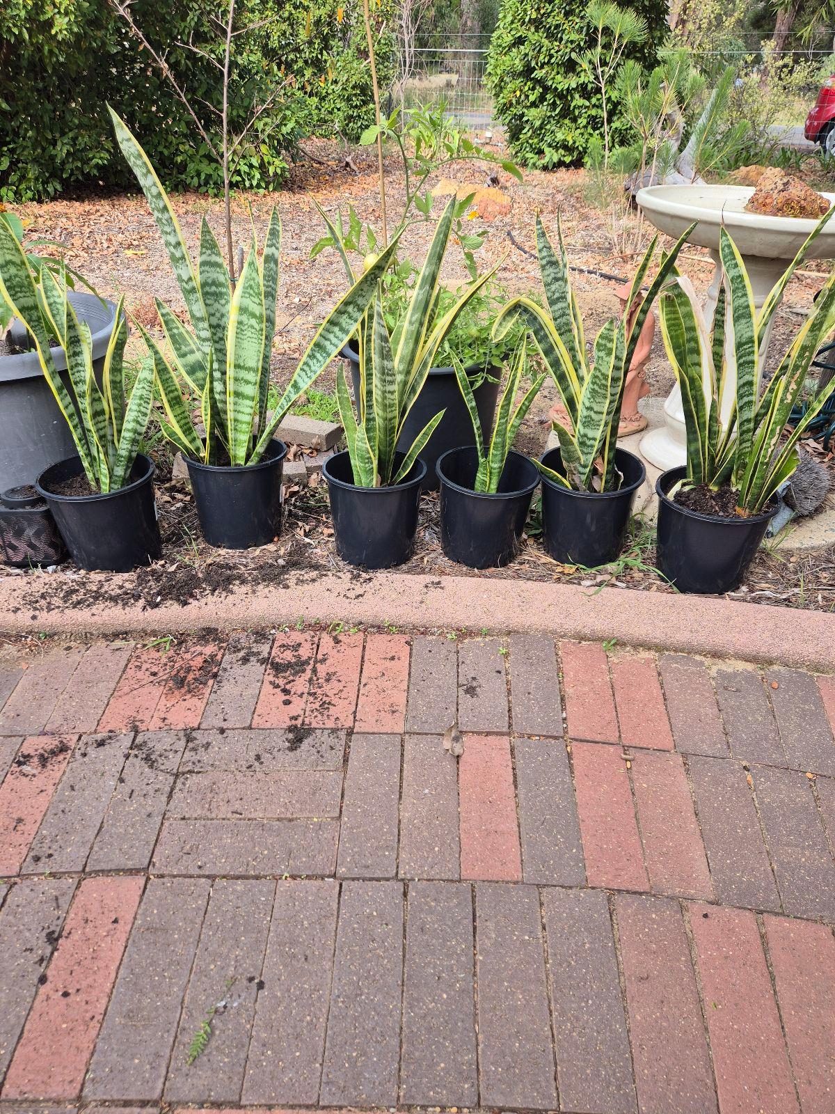 snake plants in Perth Region, WA | Plants | Gumtree Australia Local  Classifieds