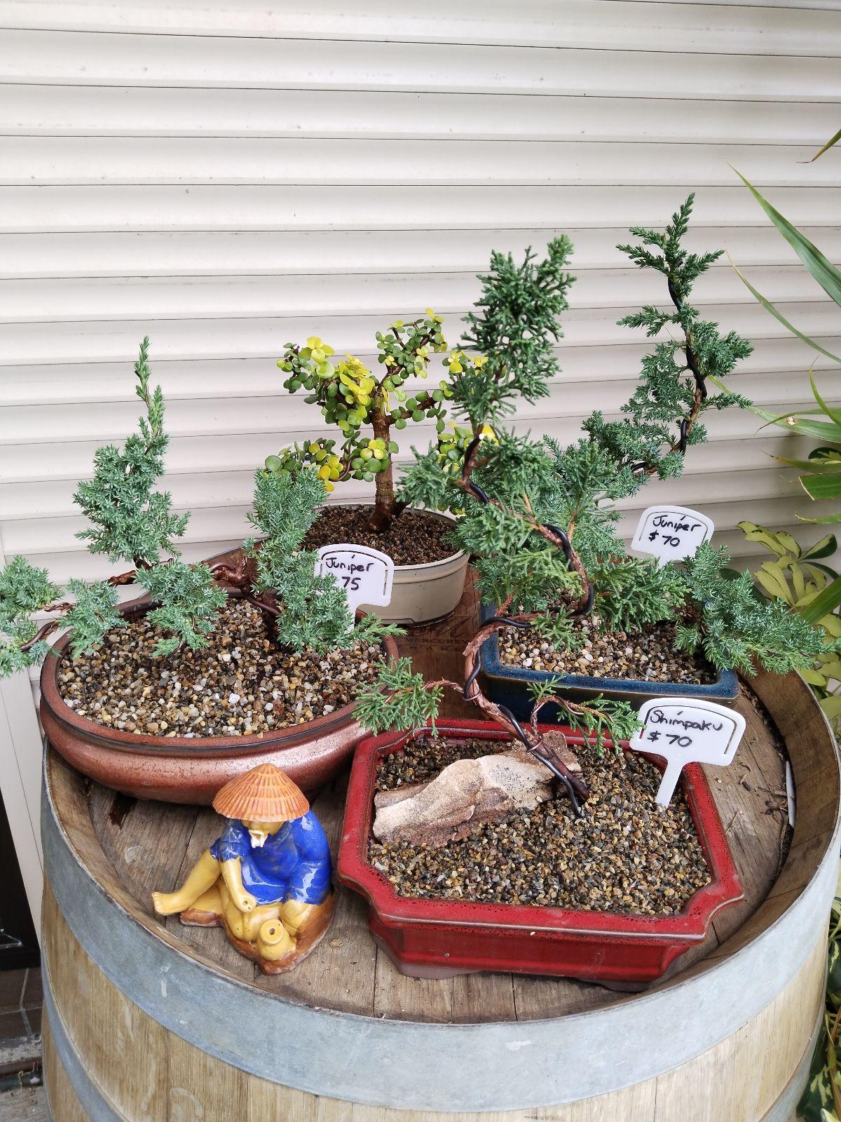 bonsai preis 60 jahre Olivenbaum ,60 Jahre, knorriger Gartenbonsai – toskanagartenshop