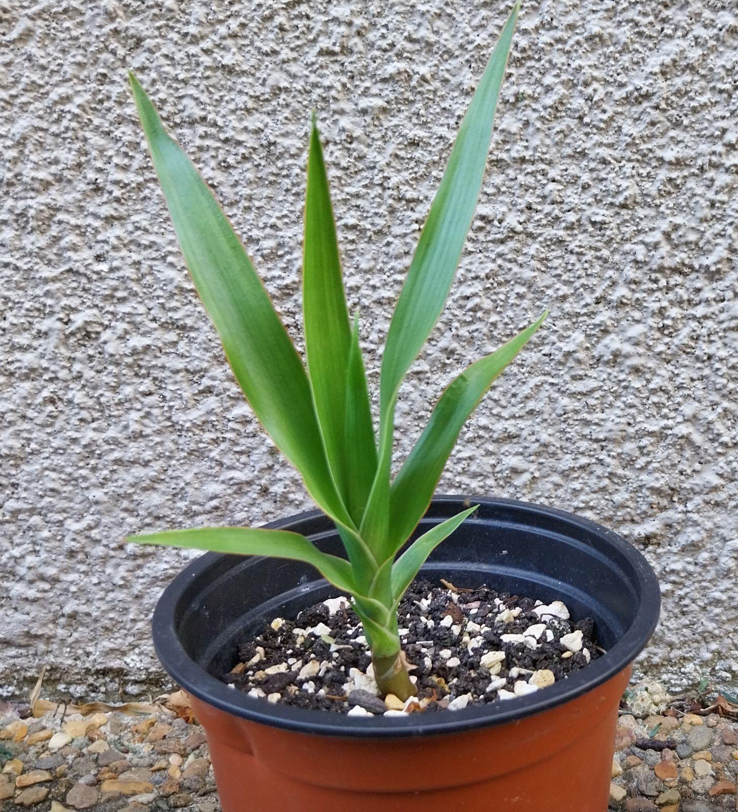 dragon tree dracaena | Plants | Gumtree Australia Local Classifieds