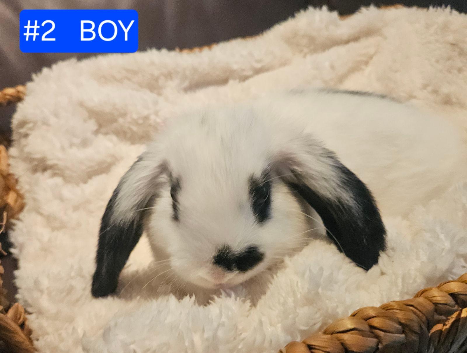 Broken Butterfly Rabbit