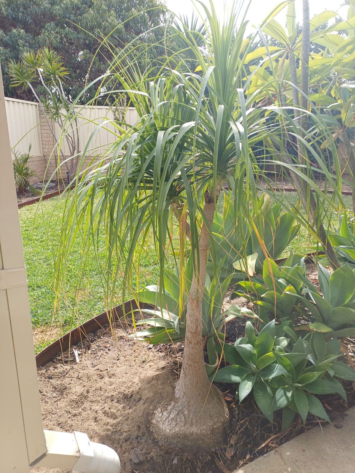 buy split leaf philodendron online Split Leaf Philodendron