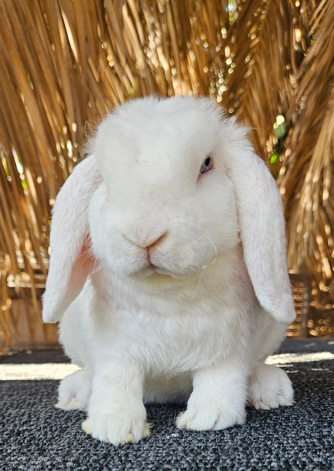 Pure-bred Baby Bunnies pets and breeding | Rabbits | Gumtree Australia ...