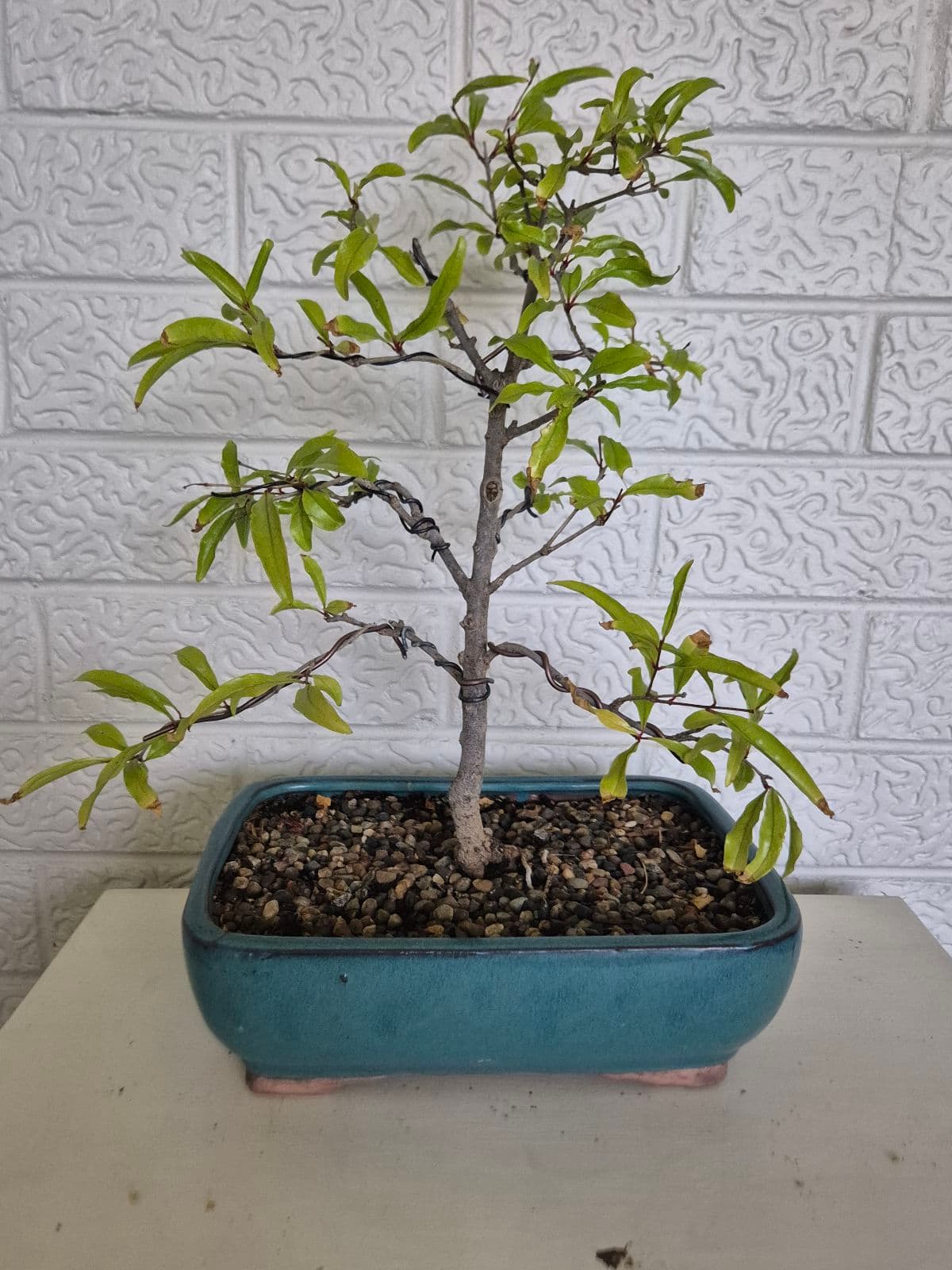 bambus moontears FARGESIA MURIELIAE 'Moontears Boobux'  Scottish Bamboo