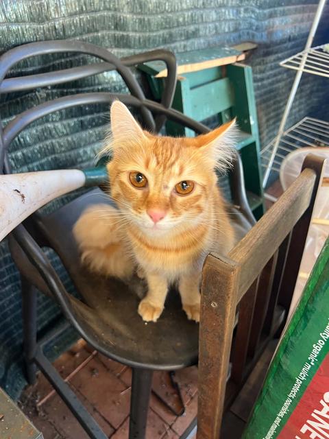Ginger female cat | Cats & Kittens | Gumtree Australia Somerset Area ...