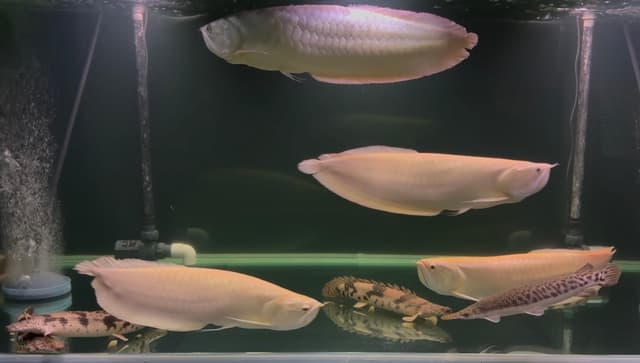TSN catfish spotted gar bichir albino aro | Fish | Gumtree Australia ...