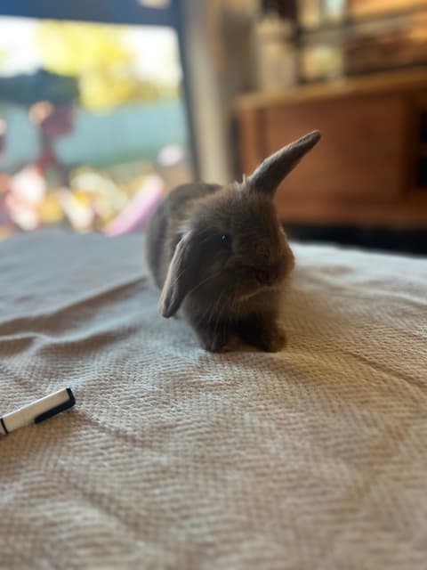 Lop Rabbit All Baby Mini Lop Bunny Rabbit | Rabbits | Gumtree Australia Dungog Area ...