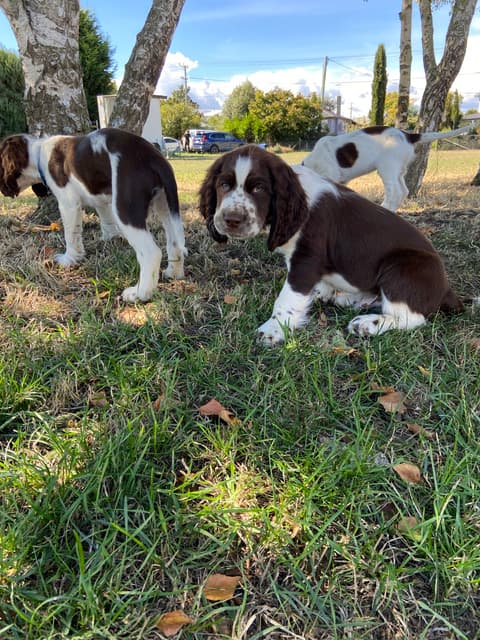 Northern Springer Springer Spaniel Puppies | Dogs & Puppies | Gumtree Australia Northern ...