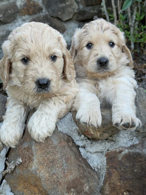 Standerd Groode Standard Groodle Pups | Dogs & Puppies | Gumtree Australia Fraser Coast ...