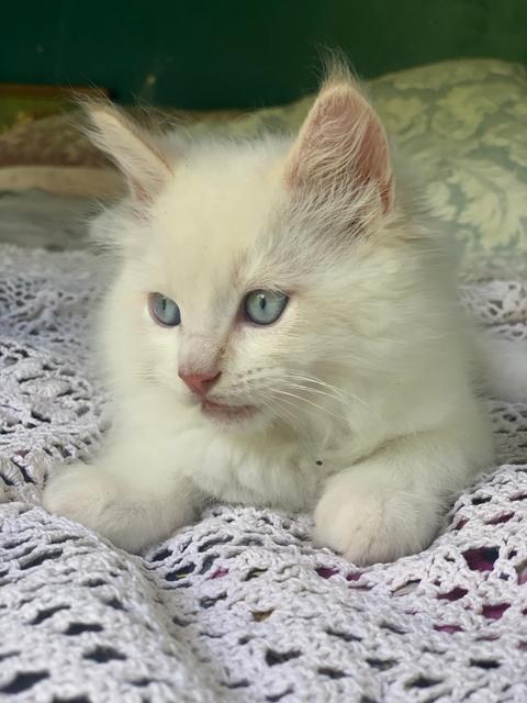 Flame point Ragdoll kitten | Cats & Kittens | Gumtree Australia Tweed ...
