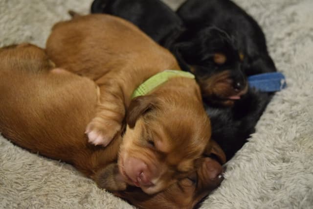 Trailers Shepparton Miniature Longhair Dachshund Puppies | Dogs & Puppies | Gumtree ...