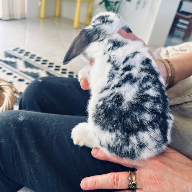 Lop Rabbit All Baby mini lop rabbits | Rabbits | Gumtree Australia Joondalup Area ...