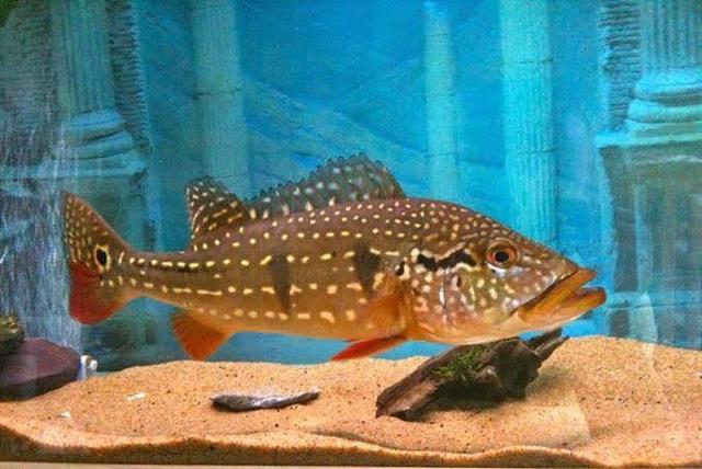Fish/ peacock bass / temensis / exotic fish | Fish | Gumtree Australia ...