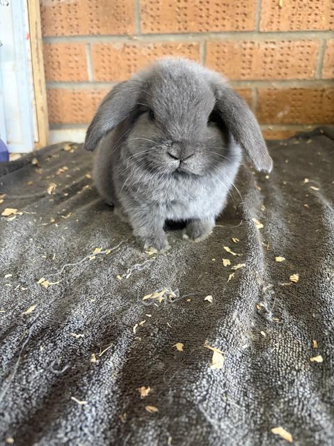 Lop Rabbit All Mini lop bunny | Rabbits | Gumtree Australia Camden Area - Cobbitty ...