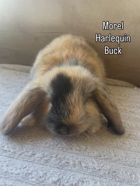 Lop Rabbit All Baby mini lop rabbits | Rabbits | Gumtree Australia Moira Area ...