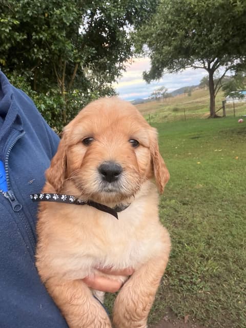 Standerd Groode Adorable Standard Groodle Puppies | Dogs & Puppies | Gumtree Australia ...