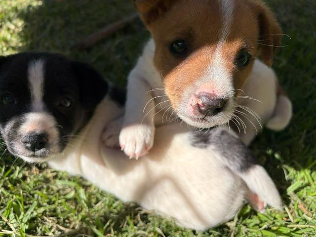 Trailers Shepparton mini fox terrier puppies | Dogs & Puppies | Gumtree Australia Outer ...