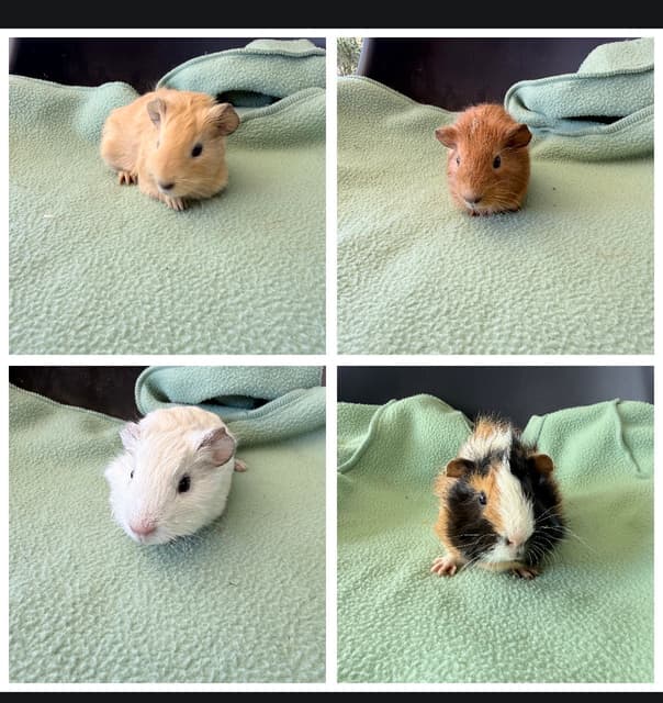 Trailers Shepparton Male Guinea pigs | Other Pets | Gumtree Australia Shepparton City ...